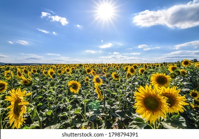 Sunflower Field In Zala County Hungary