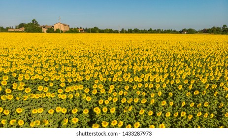 Sunflower Fields Aerial Photos Po Valley