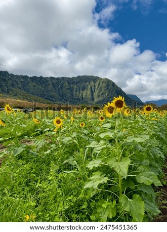 Sunflower Fields with a  Beautiful Mountain at the back during a sunny cloudy day.