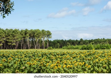 Sunflower Fields In Bloom In The South West Of France