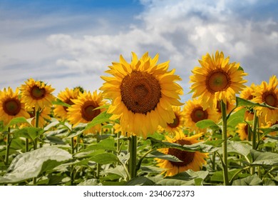 Sunflower fields And blue Sky clouds Background.Sunflower fields landscapes on a bright sunny day with patterns formed in natural background. - Powered by Shutterstock