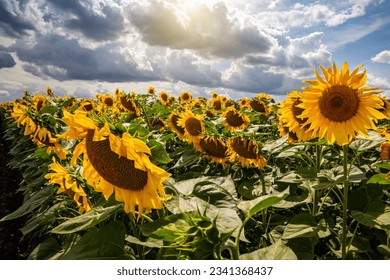 Sunflower fields And blue Sky clouds Background.Sunflower fields landscapes on a bright sunny day with patterns formed in natural background. - Powered by Shutterstock