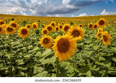 Sunflower fields And blue Sky clouds Background.Sunflower fields landscapes on a bright sunny day with patterns formed in natural background. - Powered by Shutterstock