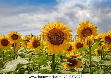 Sunflower fields And blue Sky clouds Background.Sunflower fields landscapes on a bright sunny day with patterns formed in natural background.