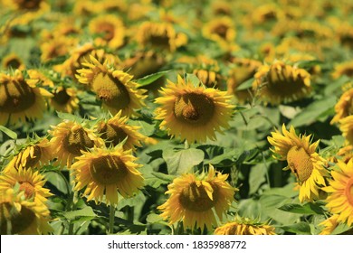 sunflower fields in the dordogne valley France 