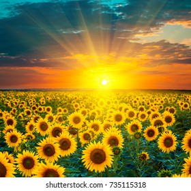Sonnenblumenfelder bei Sonnenuntergang. Schöne Kombination aus einem Sonnenaufgang über einem Feld von goldgelben Sonnenblumen.