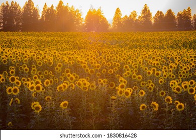 Sunflower Fields. Eastern Washington. USA