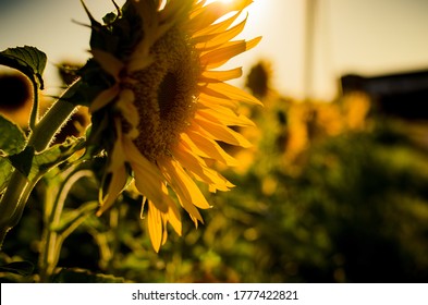 Sunflower fields. Field of gold. Golden hour.