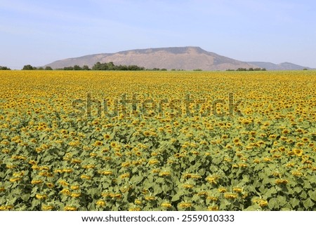 Sunflower fields in full bloom during winter in Phatthana Nikhom District, Lop Buri Province.