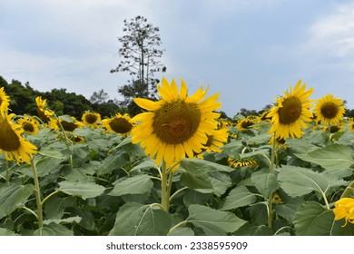 Sunflower fields and lots of sunflowers that are blooming and blooming.
