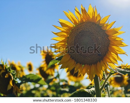 Sunflower fields in Minot, ND