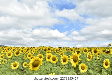 Sunflower fields now exist in many places. Here is Manee Sorn's sunflower field. It is another interesting one. Some travelers rate the sunflower fields here above some others.