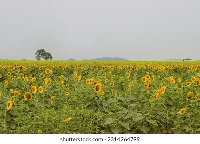 Sunflower fields on an overcast day on the Gold Coast  - Shutterstock ID 2314264799