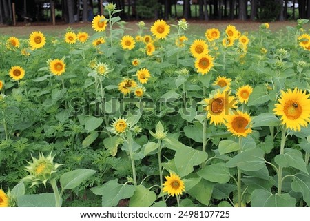 Sunflower fields in the summer 