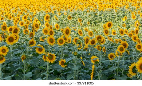 Sunflower fields in Thailand.Image is Soft focus.Image contain certain grain or noise.