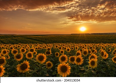 Sunflower Fields In Warm Evening Light