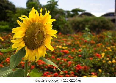 Sunflower Of The Flamengo Park