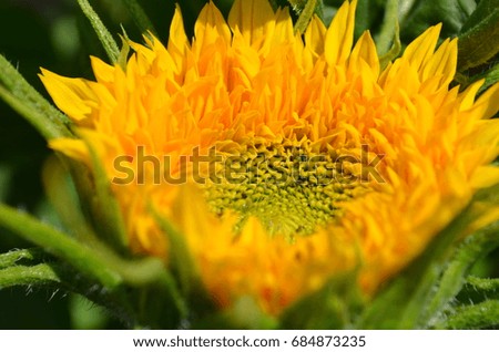 Similar – Image, Stock Photo 20.04.09 Plant Flower