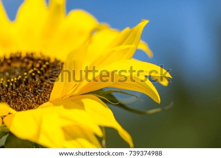 Similar – Image, Stock Photo Blue Nature Macro Photography.Floral Art Design.