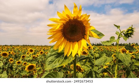 sunflower flower growing in a field on a farm - Powered by Shutterstock