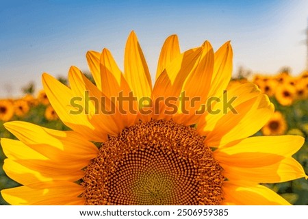 Sunflower flower. Half of a blooming sunflower against a blue sky. Close upSunflower flower. Half of a blooming sunflower against a blue sky. Close up