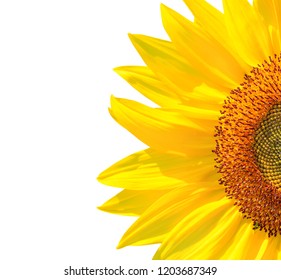 Download Half Sunflower Images, Stock Photos & Vectors | Shutterstock