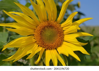 Sunflower, Flower Head Detail, Showing The Mathematical Formula Of The Fibonacci Sequence In Nature