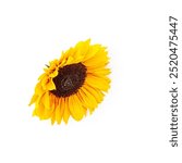 Sunflower flower head photography isolated on white background. Single object clipping path original shadow. Summer garden. Design element. Top view, flat lay
