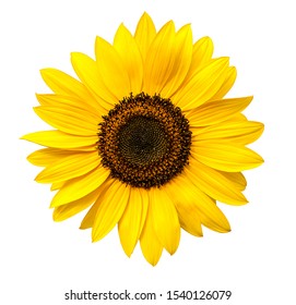 Sunflower flower isloted on a white background - Powered by Shutterstock