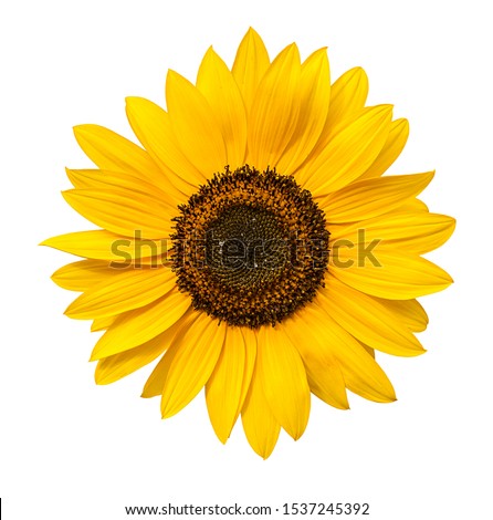 Sunflower flower isloted on a white background