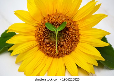 Sunflower flower with micro seedling inside, isolated on a white background. Microgreen