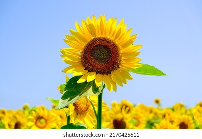 Sunflower flower on a sunflower field. Sunflower closeup. Sunflower field background