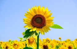 Sunflower Flower On A Sunflower Field. Sunflower On Sky