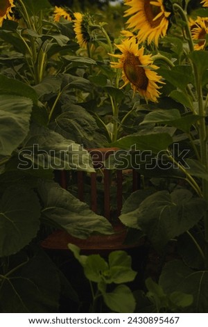 sunflower, flowers, alone, beautiful, yellow, flora