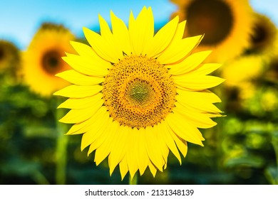 Sunflower In The Flowery Field 