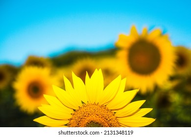 Sunflower In The Flowery Field And Sky