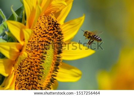 Sunflower and a flying bee.