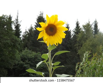 sunflower with a forestry background