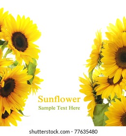 Sunflower Frame . On white background