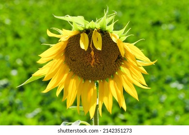 Sunflower With Funny Eyebrows In A Field