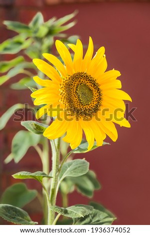 Sunflower Giant Single flower head growing in a pot outdoors in a garden, UK
