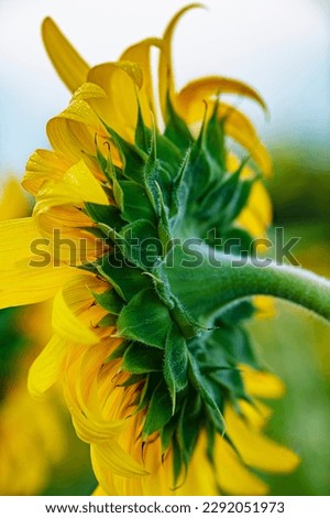 A sunflower glows in the soft light of a summer morning, DesPlaines River State Fish and Wildlife Area, Will County, Illinois