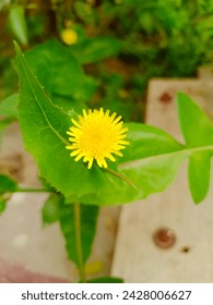  Sunflower with green leaf  . out door flower .  small sunflower  beautiful smil flower yellow flower