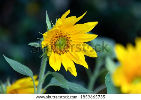 Similar – Image, Stock Photo Sunflower on a dark background