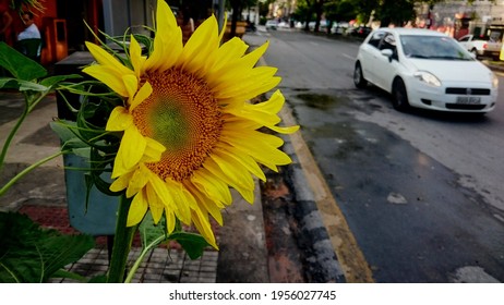 Sunflower Growing In The Middle Of The Street