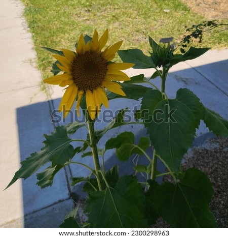 sunflower growing up near the front door