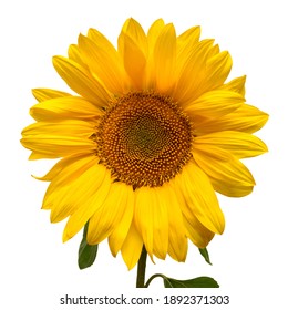 Sunflower head isolated on white background. Sun symbol. Flowers yellow, agriculture. Seeds and oil. Flat lay, top view. Bio. Eco. Creative - Powered by Shutterstock