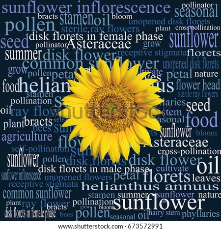 Sunflower head on a word cloud full of botanical terms, expressions, and syntagmas relating to that particular part of a sunflower plant, and to the common sunflower in general. 