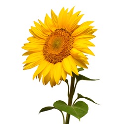 Sunflower Head Turned Sideways Isolated On White Background. Sun Symbol. Flowers Yellow, Agriculture. Seeds And Oil. Flat Lay, Top View. Bio. Eco. Creative