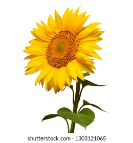 Sunflower Head Turned Sideways Isolated On White Background. Sun Symbol. Flowers Yellow, Agriculture. Seeds And Oil. Flat Lay, Top View. Bio. Eco. Creative